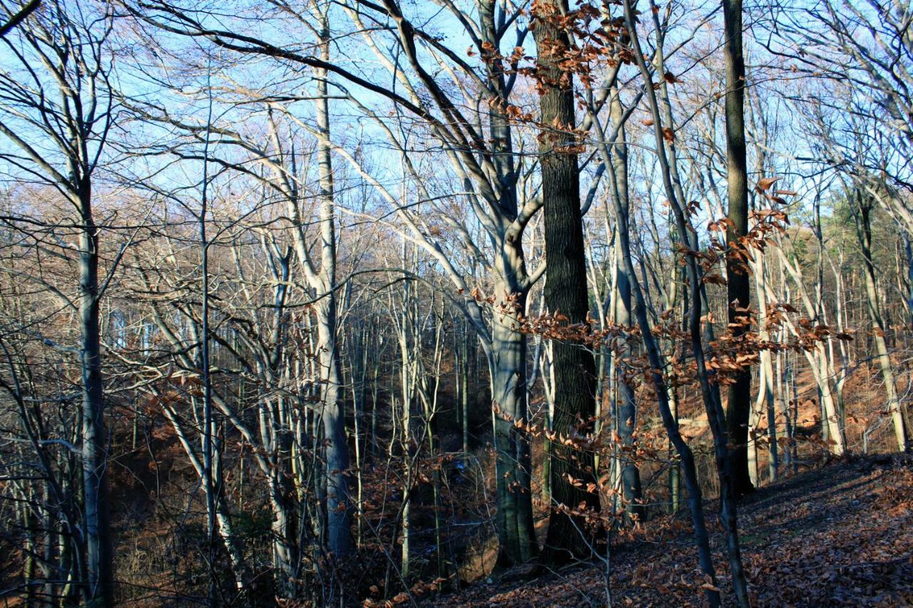 Ferienwohnung Natur Und Kunst Dresden Eksteriør billede