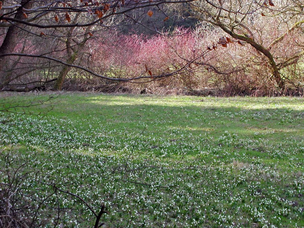 Ferienwohnung Natur Und Kunst Dresden Eksteriør billede